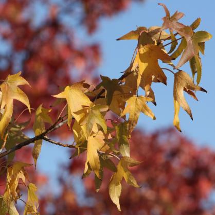 По-чувствително есенно застудяване се очаква към края на месец октомври