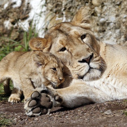 В дивата природа лъвовете живеят 10 - 14 години, като в плен те могат да живеят и повече от 20 години