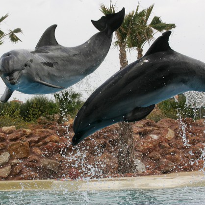 Счита се, че делфините са едни от най-интелигентните същества на Земята