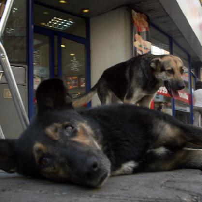 Бездомни кучета на площад 