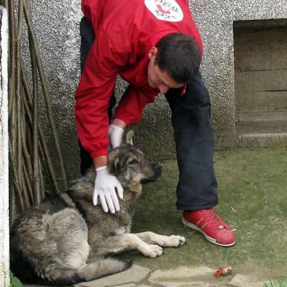 Ловец на кучета уговаря бездомно куче да влезе в клетката
