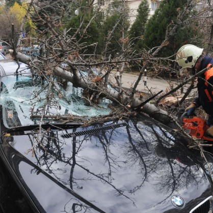Екипи на Гражданска защита премахнаха огромното дърво, което блокира движението