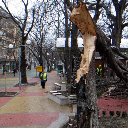 Вятър със скорост до 22 метра в секунда изкорени дървета и счупи прозорци на сгради в Шумен