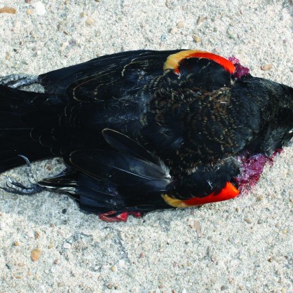 Мъртви птици в Арканзас