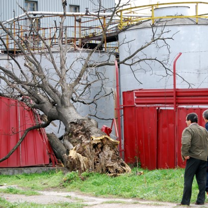 Бурният вятър повали дърво, което падна и потроши ограда на ловешка фирма