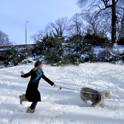 Куче в парка през зимата