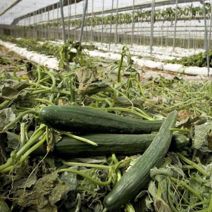 Фермери в Испания унищожават продукцията от краставици