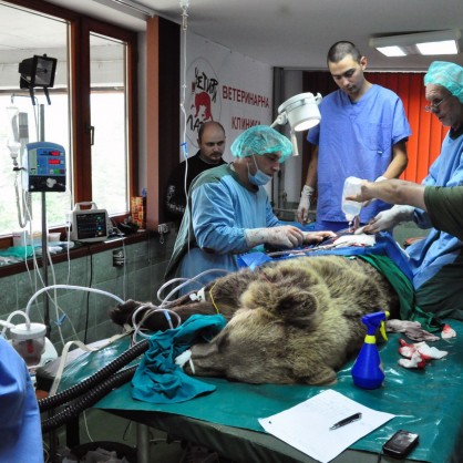 Екип от ветеринарни лекари намести тазобедрена става на четиригодишното мече Бойка