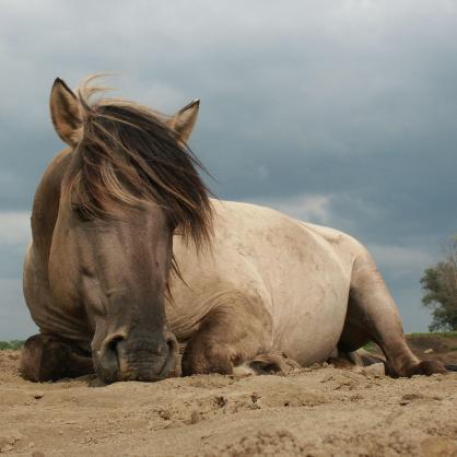 За първи път в България в района на Източните Родопи са реинтродуцирани Тарпани (диви коне)