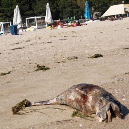 Разложен труп на делфин изхвърли морето на плажа във Варна