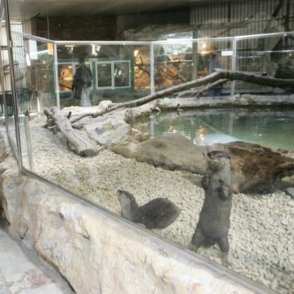 Мармозети, тамарини, видри и лемури пристигнаха в Софийския зоопарк