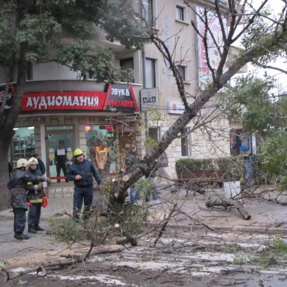 Бурята изкорени дърво в Русе и скъса жиците на тролеите