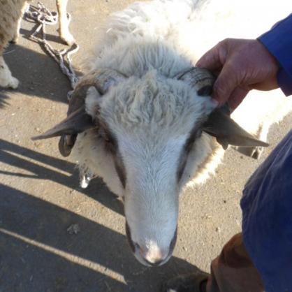Овца за Курбан Байрам