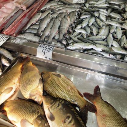 Изобилие от риба дни преди Никулден на борсата във Варна