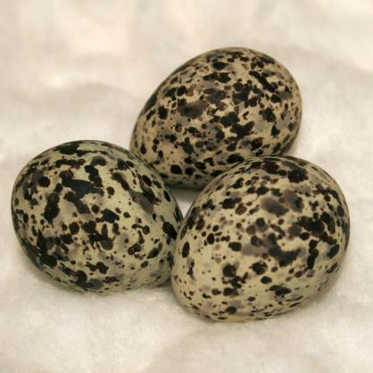 Яйца на редки видове птици