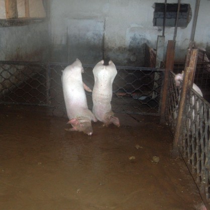 Стотици животни загинаха при наводнението в село Бисер