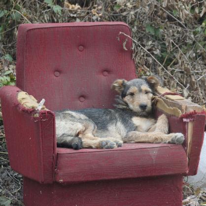 Изхвърлени мебели създават удобство за скитащите бездомни кучета