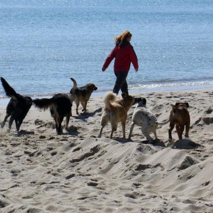 Бездомни кучета на варненския плаж