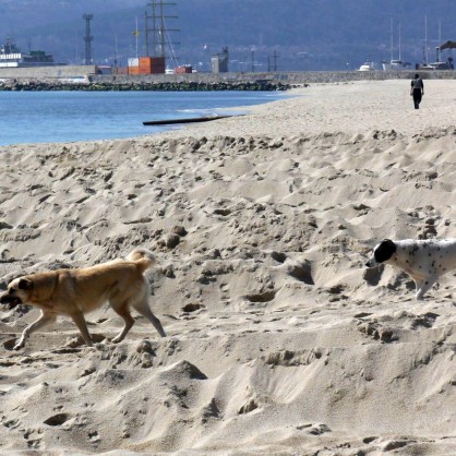 Бездомни кучета се разхождат по плажа във Варна