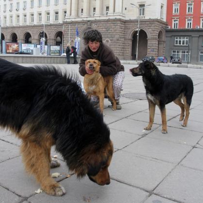 Жена храни бездомни кучета пред сградата на министерски съвет