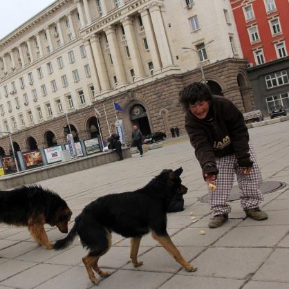 Жена храни бездомни кучета пред сградата на министерски съвет