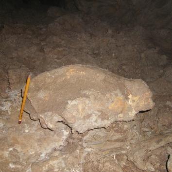 Откриха кости на мечки на 14 000 г. над Батак