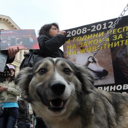 Протест в защита на бездомните кучета пред Министерски съвет