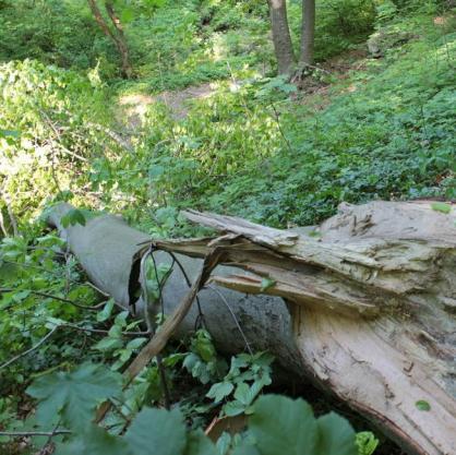 Дърво падна и уби 2-годишно дете в шуменски парк