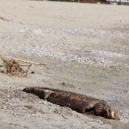 Мъртво делфинче на плажа във Варна