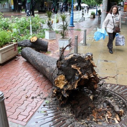 Дърво падна в центъра на София заради бурята