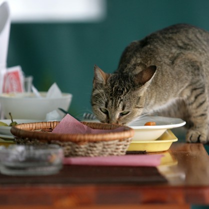 Уличните котки в центъра на столицата се хранят в заведения