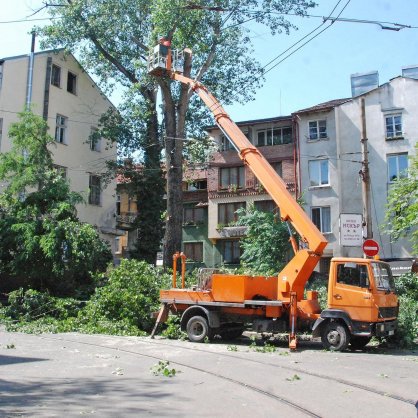 Премахване на опасна топола на столичната улица 