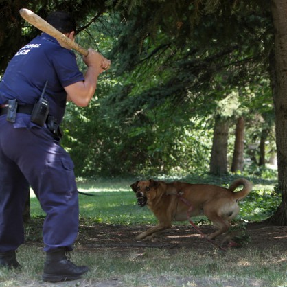 Полицай с палка гони бясно куче в Борисовата градина, за да не нападне минувачите
