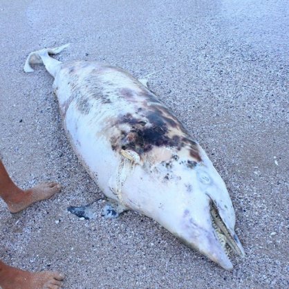 Делфинът все още е на плажа - 15 часа след като е намерен