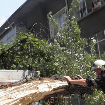 Силният вятър в Благоевград събори дърво върху къща