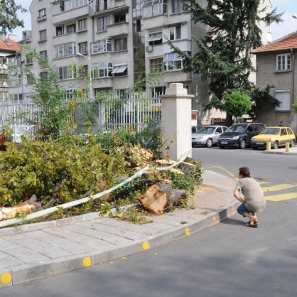Дърво падна и уби млад мъж в центъра на Бургас