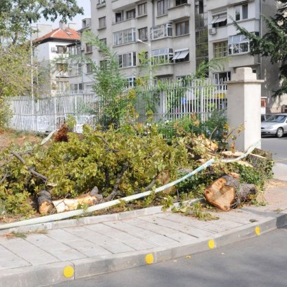 Дърво падна и уби млад мъж в центъра на Бургас