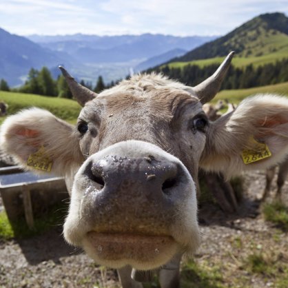 Крава, Швейцария