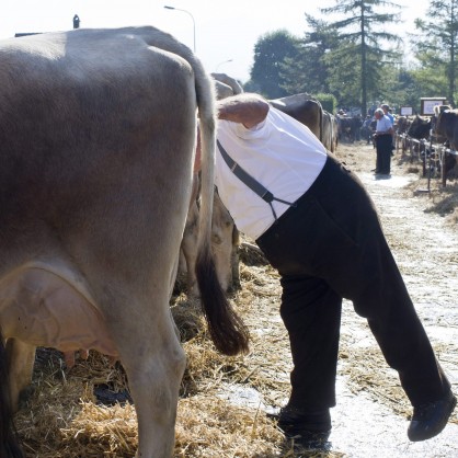 Фермер оглежда крава в Швейцария