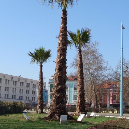 Палмите в Пловдив са разопаковани