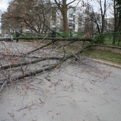 Бурният вятър в Казанлък събори огромно дърво