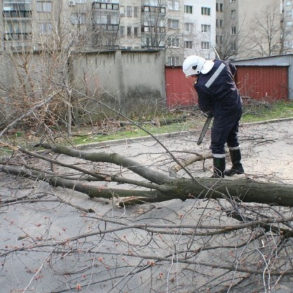 Бурният вятър в Казанлък събори огромно дърво