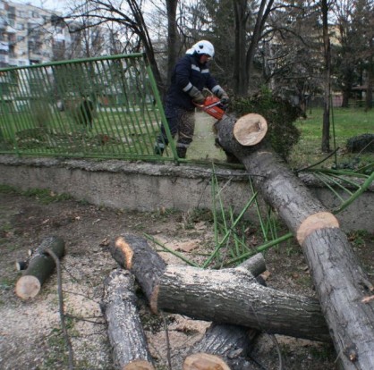 Бурният вятър в Казанлък събори огромно дърво