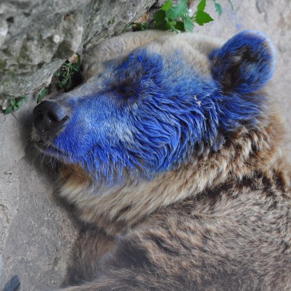Хлапе боядиса мечката във варненския зоокът