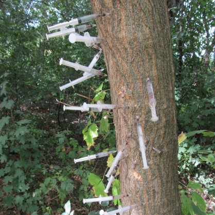 Дърво със забити спринцовки се появи в Младежкия парк в Русе