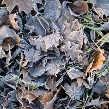 Слана, есен, листа, студ