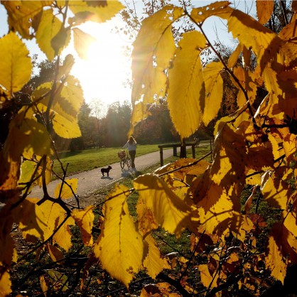 Есен, листа, дърво, парк