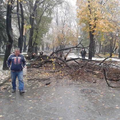 50 годишна липа внезапно падна сама в Цар Симеоновата градина в Пловдив