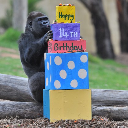 Горилата Якини празнува 14-тия си рожден ден в зоопарк в Мелбърн, Австралия
