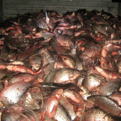 Полицията хвана бракониери с 800 килограма риба край бургаския язовир 